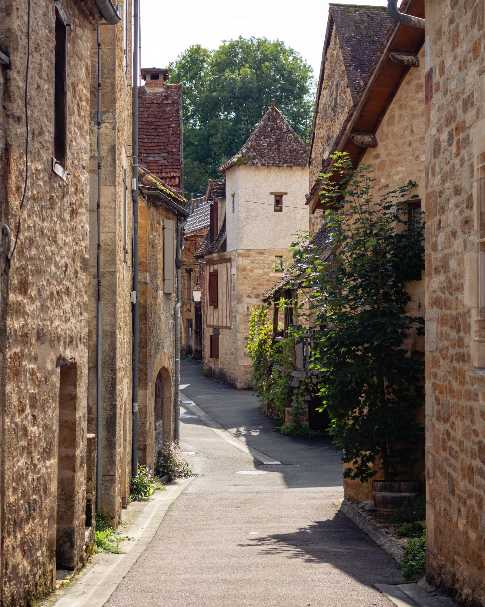 Golden stone lane with climbing plants