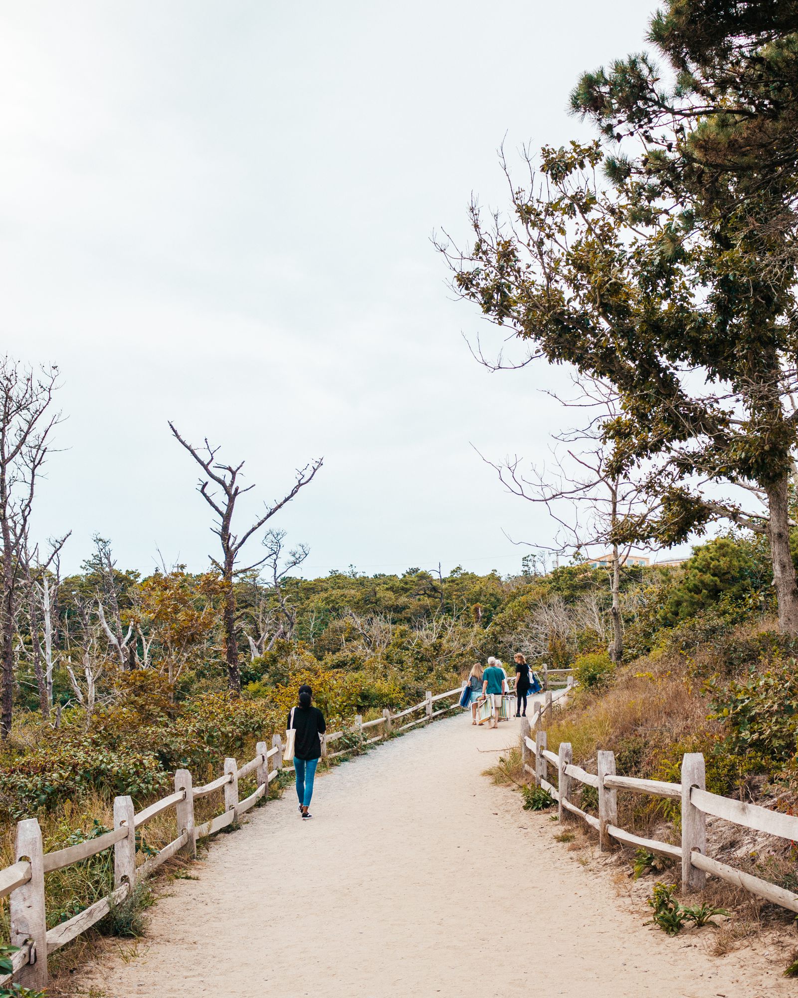 Boardwalk through windswept trees
